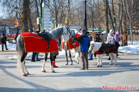 Лошади в парке Сокольники